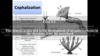 Cephalization Top  7 Facts [upl. by Ganley]