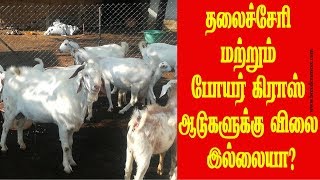 தலைச்சேரி மற்றும் போயர் கிராஸ் ஆடுகளுக்கு விலை இல்லையா Thalachery and Boer cross goats [upl. by Ataner162]