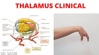 Thalamus Clinicals  Blood Supply of Thalamus  WernickeKorsakoff Syndrome  Thalamic Hand [upl. by Enirehtac]