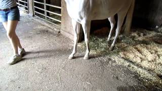 BAD FARRIER TRIM ON MY HORSE [upl. by Sang]