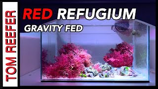 5 Gallon Refugium Tour  6 Month Update AMAZING RED GRACILARIA [upl. by Hearsh]