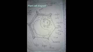 plant cell diagram science education shorts [upl. by Biondo]