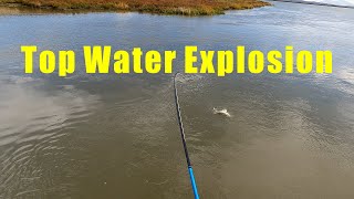 Striper Fly Fishing  Smashes The Gurgler  Free Form Fly Fisher [upl. by Dustie]