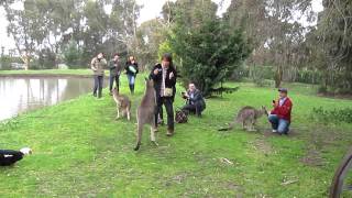 Kangaroo Attacks Tourist [upl. by Jezrdna]