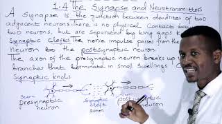 BIOLOGY FORM 4 CHAPTER 1 Synapse and Neurotransmitters LECTURE 08 [upl. by Htilil297]