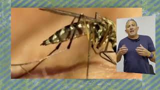 Dengue  Vacuna en Argentina DrIgnacio Uriarte [upl. by Yhtomiht693]