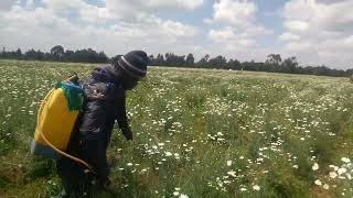 Managing PYRETHRUM FOR PROFITS [upl. by Dray]