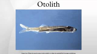 Otolith [upl. by Cristoforo707]