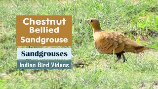 The Chestnutbellied Sandgrouse Pterocles exustus  Indian Bird Videos [upl. by Aryhs]