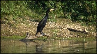 Cormorant  Great Black Cormorant Phalacrocorax carbo [upl. by Gombach291]