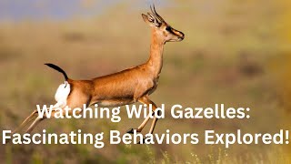 Watching Wild Gazelles Fascinating Behaviors Explored [upl. by Kuehn]