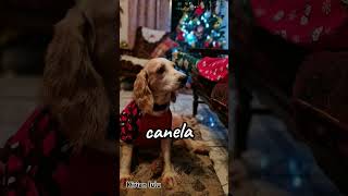 💗Nombres bonitos para cachorros💗 [upl. by Shalna]