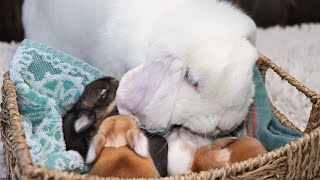 Baby Bunny Update  Storms Babies [upl. by Yrovi]