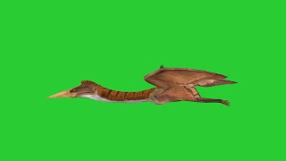 Pterosaurio quetzalcoatlus green screen 4k [upl. by Polk]