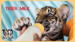 Tiger cub suckling milk  Tigre filhote mamando leite [upl. by Suryt204]