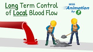 Long Term Regulation of Local Blood Flow  Cardiovascular System Physiology [upl. by Mcmahon]