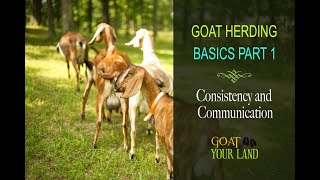 GOAT HERDING BASICS PART 1 [upl. by Ial483]