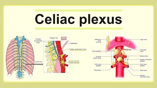 celiac plexus [upl. by Eilojne]