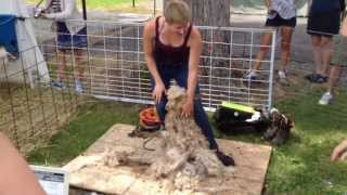 Angora Goat shearing demonstration at Farm Fest 2014 farmfest2014 [upl. by Josie]