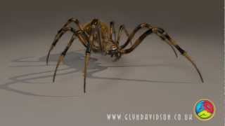 Animated CGI 3D Spider Walk Cycle [upl. by Roye]