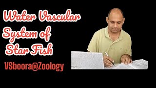 Water vascular system of Star fish vsboora general bsc bsczoology bio star [upl. by Aggie]