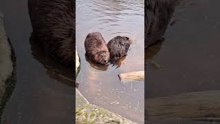 North American Beaver [upl. by Sibyls]