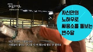 자신만의 노하우로 싸움소를 돌보는 변수달 휴먼다큐 카운트 다운 [upl. by Buford]