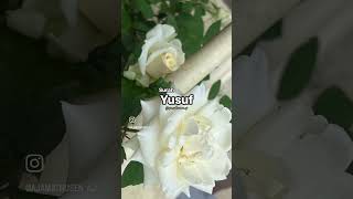 Beautiful Recitation of Surah Yusuf  Peaceful Quranic Verses  Quranic  Quran Islamic post quran [upl. by Eyllom78]