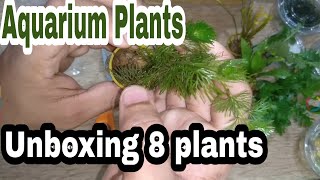 Aquatic plants unboxing India  Bunnycart  Online aquatic plants review [upl. by Laddie]