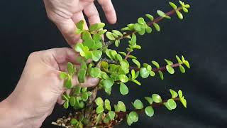 como convertir PORTULACARIA en BONSAI 🌳🧡 [upl. by Princess579]