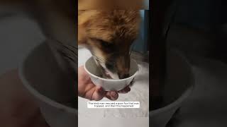 This kind man rescued a poor fox that was trapped and then this happened animalshorts [upl. by Kayley447]