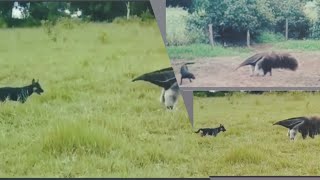 Anteater attacked DogAnteaterDogwildlifeytvideo [upl. by Annagroeg212]