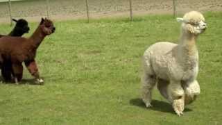 Chubby Baby Alpacas Running [upl. by Ydda]