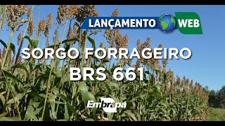 LancÌ§amento Web  Sorgo Forrageiro BRS 661 [upl. by Ycrem617]