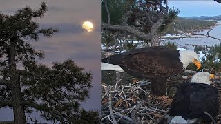 FOBBV Eagles 🦅Jackie twerples 🎶while Shadow places massive branch under a full moon🌕💖2024 Feb 23 [upl. by Esertal]