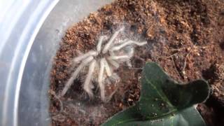 Lparahybana Tarantula Sling Molt [upl. by Frager]