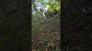 worlds most dangerous jobs treework treefelling 592 chainsaw logcutting [upl. by Coughlin]