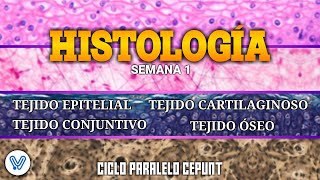 HISTOLOGÍA TEJIDO EPITELIAL CONJUNTIVO CARTILAGINOSO Y ÓSEO  SEMANA 01  CICLO PARALELO CEPUNT [upl. by Nasaj855]