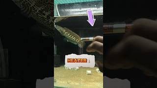 💥🤯Winter started❄️🤯💥 telugu trending fishaquarium fishbowl monsteraquarium channagoldencobra [upl. by Holbrooke]