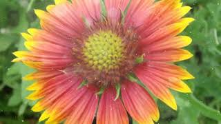 How to Grow Gaillardia [upl. by Engedus]