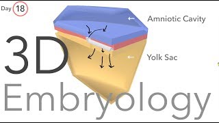 Gastrulation  Embryology [upl. by Engis]