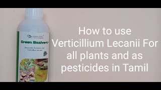 How to use Verticillium Lecanii For our terrace garden and as pesticides For all plants in Tamil🤩🤩 [upl. by Pinebrook]