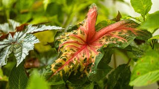 How to Overwinter Caladiums for Next Year [upl. by Kirre99]