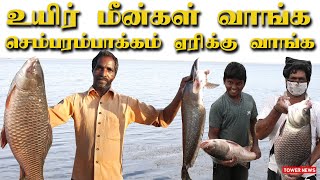 Lake Fish Catching Tamil  Lake Fish Market  Sembarambakkam Lake Fish  Sembarambakkam Fish Market [upl. by Changaris]