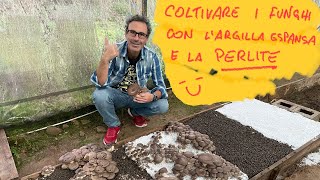 Coltivare i funghi cardoncelli confronto tra ARGILLA espansa e PERLITE FunghidiSardegna [upl. by Bergen559]