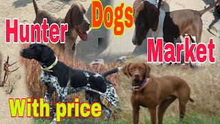 English pointers market in pakistan Pointerpointerdogpointerdoginpakistan [upl. by Laup134]