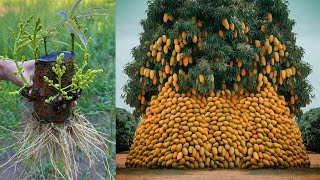 Great idea  grafting mango tree from cutting to get more fruit Growing mango tree [upl. by Budding]