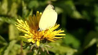 Northern Grass Yellow Butterfly Sips Floral Nectar of Common Dandelion 240fps [upl. by Reiner]