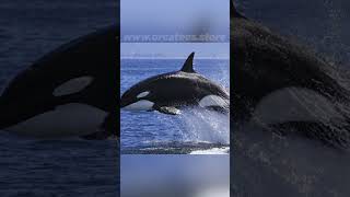 🗣️ Orcas They Talk to Each Other 🗣️ Unlocking the Secrets of Orca Communication [upl. by Nalyad337]