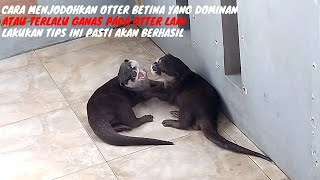 Cara menjodohkan berang berang dengan cepat  how to mate otter quickly [upl. by Nylsoj]